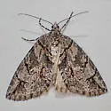 Ersephila grandipennis - Hodges#7280 - photo 4