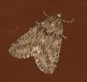 Ersephila indistincta - Hodges#7279
