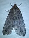 Ersephila indistincta - Hodges#7279 - photo 2