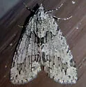 Ersephila indistincta - Hodges#7279 - photo 4