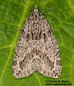 Ersephila indistincta - Hodges#7279 - photo 5