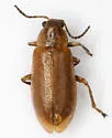 Erynephala maritima - photo 2