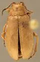 Erynephala morosa