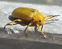 Erynephala puncticollis