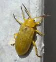 Erynephala puncticollis - photo 2
