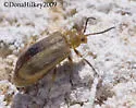 Erynephala puncticollis - photo 3