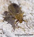 Erynephala puncticollis - photo 4