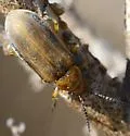 Erynephala puncticollis - photo 5