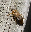 Erynephala texana
