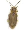 Erynephala texana - photo 2