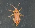 Erynephala texana - photo 3
