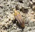 Erynephala texana - photo 4