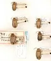 Erynephala texana - photo 5