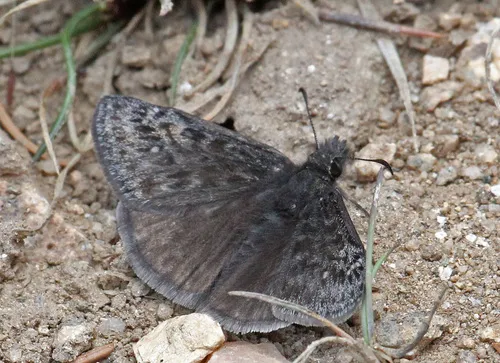 Afranius Duskywing - Hodges#3960