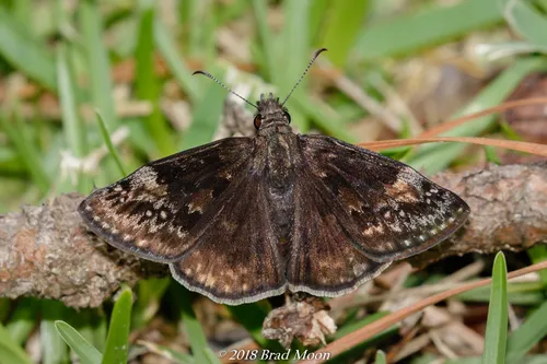 Wild Indigo Duskywing