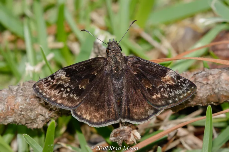 Wild Indigo Duskywing - photo 2