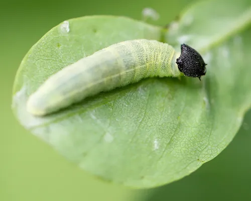 Wild Indigo Duskywing - photo 5
