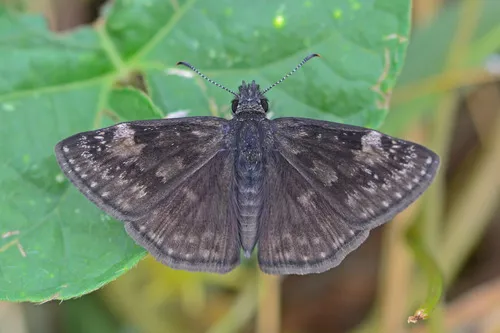 Wild Indigo Duskywing - photo 6