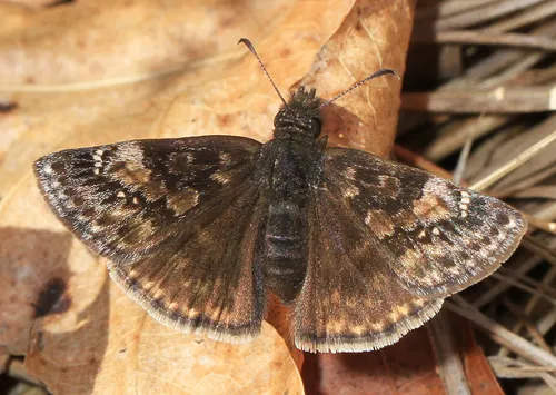 Wild Indigo Duskywing - photo 7