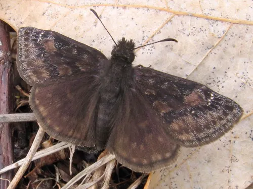 Wild Indigo Duskywing - photo 8