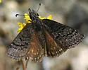Sleepy Duskywing - Hodges#3946