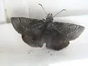 Sleepy Duskywing - Hodges#3946 - photo 2