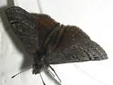 Sleepy Duskywing - Hodges#3946 - photo 3