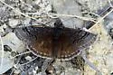 Sleepy Duskywing - Hodges#3946 - photo 4