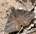 Sleepy Duskywing - Hodges#3946 - photo 5