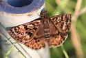 Mottled Duskywing - Hodges#3954 - Erynnis martialis