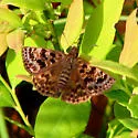 Mottled Duskywing - Hodges#3954 - photo 2