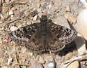 Mottled Duskywing - Hodges#3954 - photo 3