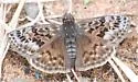 Mottled Duskywing - Hodges#3954 - photo 4