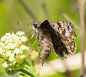 Mottled Duskywing - Hodges#3954 - photo 5