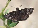Meridian Duskywing - Hodges#3950