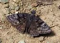 Meridian Duskywing - Hodges#3950 - photo 2