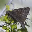 Meridian Duskywing - Hodges#3950 - photo 3