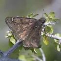 Meridian Duskywing - Hodges#3950 - photo 4