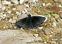 Meridian Duskywing - Hodges#3950 - photo 5