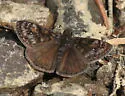 Pacuvius Duskywing - Hodges#3955