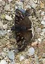 Pacuvius Duskywing - Hodges#3955 - photo 2
