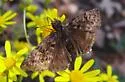 Pacuvius Duskywing - Hodges#3955 - photo 3