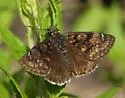 Pacuvius Duskywing - Hodges#3955 - photo 4