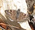Pacuvius Duskywing - Hodges#3955 - photo 5