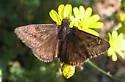 Persius Duskywing - Hodges#3961 - photo 2