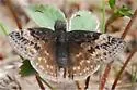 Persius Duskywing - Hodges#3961 - photo 3