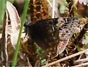 Persius Duskywing - Hodges#3961 - photo 4