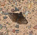 Persius Duskywing - Hodges#3961 - photo 5
