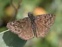 Propertius Duskywing - Hodges#3949