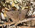 Propertius Duskywing - Hodges#3949 - photo 2